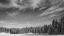 Picture of SNOW-DAPPLED TREES MEET THE SKY