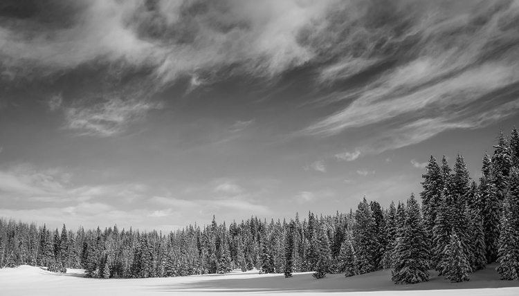 Picture of SNOW-DAPPLED TREES MEET THE SKY