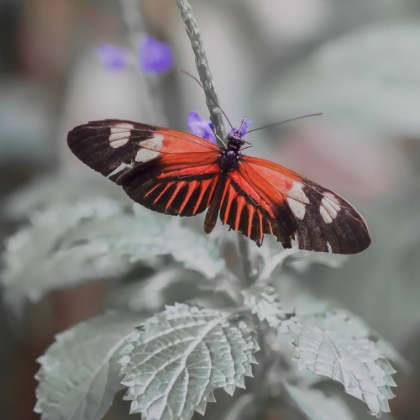 Picture of BUTTERFLY IN THE GARDEN