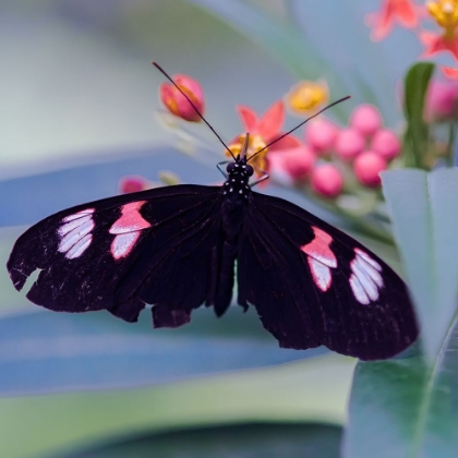 Picture of RESTING BUTTERFLY