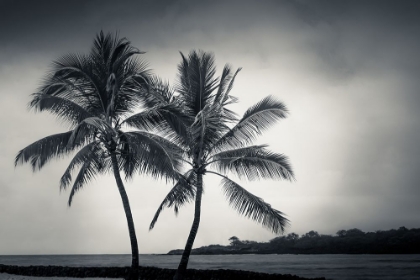 Picture of TWO PALMS