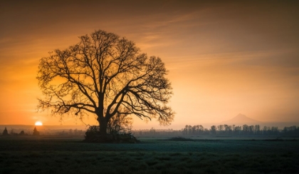 Picture of TREE AND MOUNTAIN AT SUNRISE