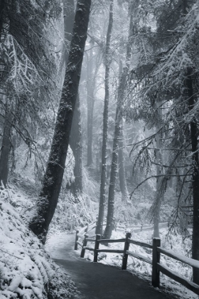 Picture of THROUGH THE SNOWY TREES