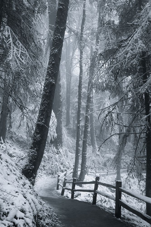 Picture of THROUGH THE SNOWY TREES