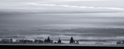 Picture of MISTY FIELD