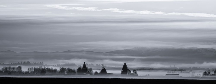 Picture of MISTY FIELD