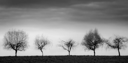 Picture of TREES IN A LINE
