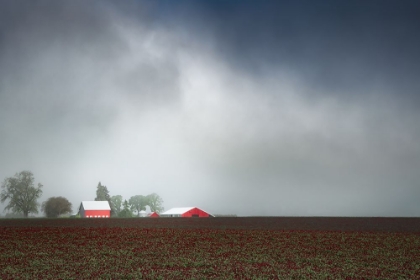 Picture of FOGGY SPRING MORNING IN THE COUNTRY I