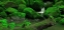 Picture of FOREST FALLS