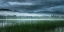 Picture of LAKESIDE MIST