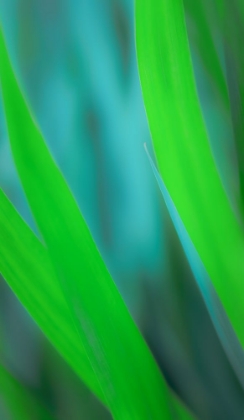 Picture of TALL, GREEN BLADES OF GRASS
