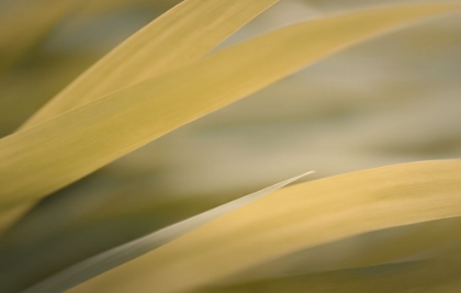 Picture of GOLDEN GRASSES