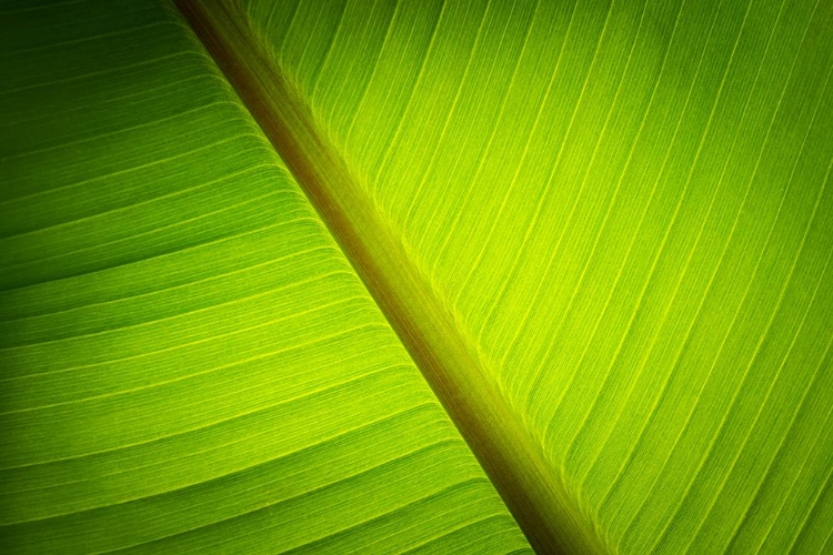 Picture of BANANA TREE LEAF I