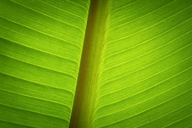 Picture of BANANA TREE LEAF II