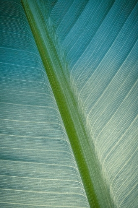 Picture of BANANA TREE LEAF III