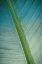 Picture of BANANA TREE LEAF III