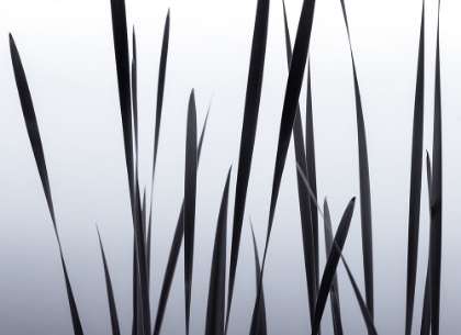 Picture of LAKESIDE GRASSES I