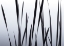 Picture of LAKESIDE GRASSES I