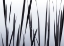 Picture of LAKESIDE GRASSES II
