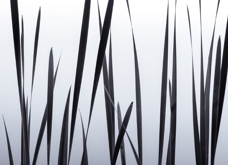 Picture of LAKESIDE GRASSES II
