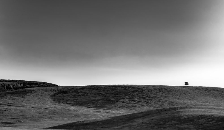 Picture of TREE ON THE RIDGE