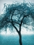 Picture of TREE BY THE SEA