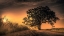 Picture of GRAND TREE AT SUNRISE