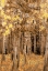 Picture of ASPENS IN EARLY AUTUMN