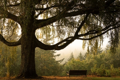 Picture of TRANQUIL PERCH