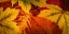 Picture of SCATTERED LEAVES I