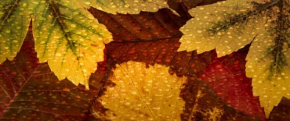 Picture of SCATTERED LEAVES II