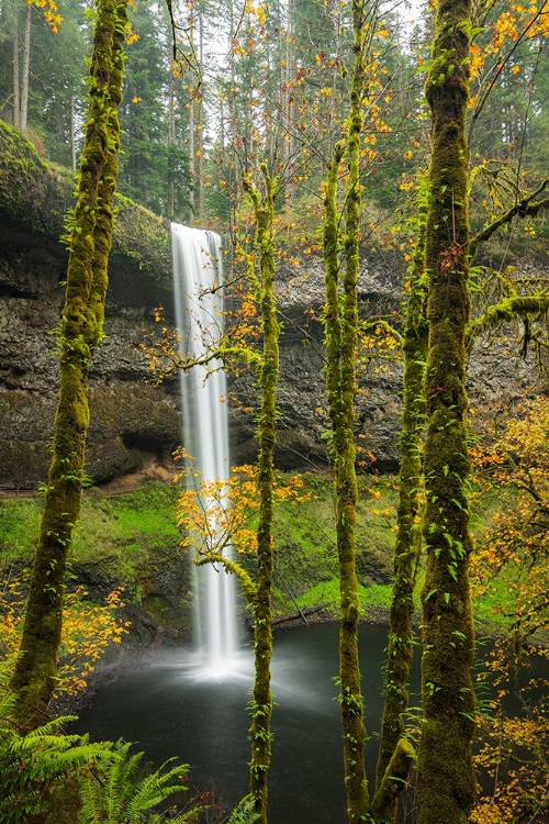 Picture of LEAFY AUTUMN CASCADE