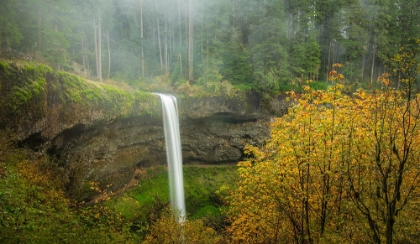Picture of FOREST FALLS IN AUTUMN MIST