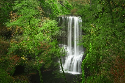 Picture of SILKY FOREST FALLS