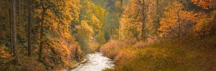Picture of CREEK THROUGH THE AUTUMN WOODS