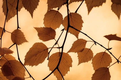 Picture of GOLDEN FALL FOLIAGE