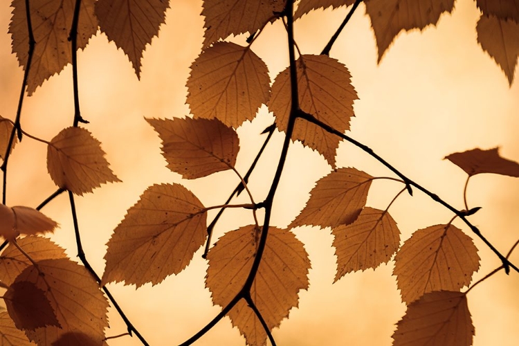 Picture of GOLDEN FALL FOLIAGE