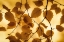 Picture of LEAVES IN AUTUMN LIGHT