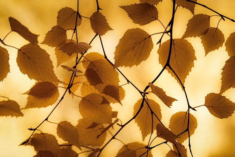 Picture of LEAVES IN AUTUMN LIGHT