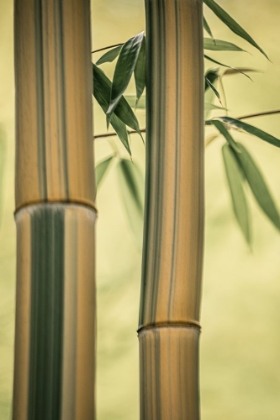 Picture of BAMBOO SERENITY