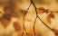 Picture of DANGLING LEAVES