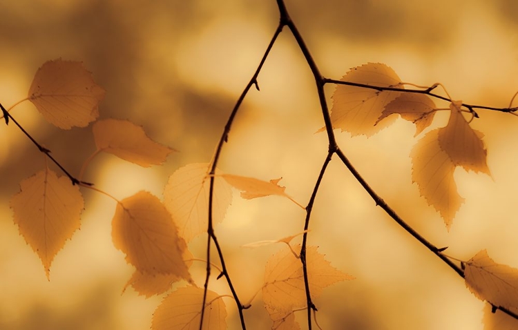 Picture of DANGLING LEAVES