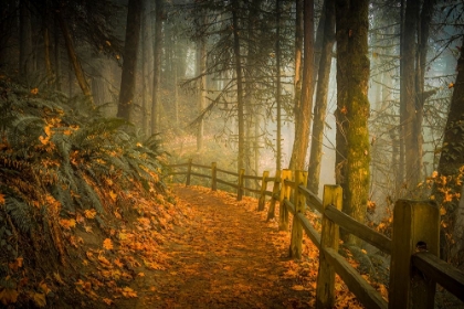 Picture of FOOTPATH THROUGH THE FOREST