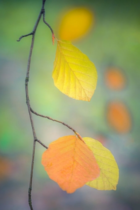 Picture of FALL FOLIAGE