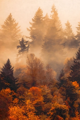 Picture of FOREST IN THE AUTUMN MIST