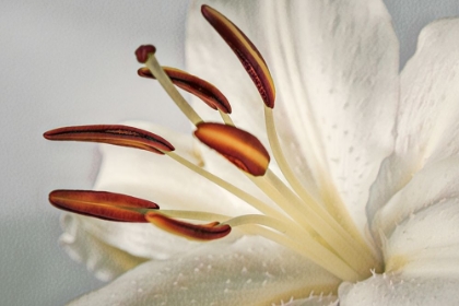 Picture of WHITE LILY I