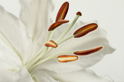 Picture of WHITE LILY II