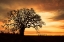 Picture of BIG TREE, BRILLIANT SKY