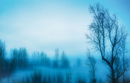 Picture of BARE TREES IN THE MIST
