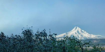 Picture of PEAR BLOSSOM MORNING